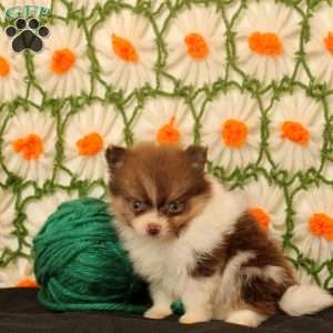 King, Pomeranian Puppy